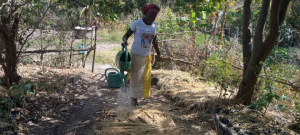 Le CDD du diocèse de Maroua-Mokolo lance la campagne agricole 2022-2023.